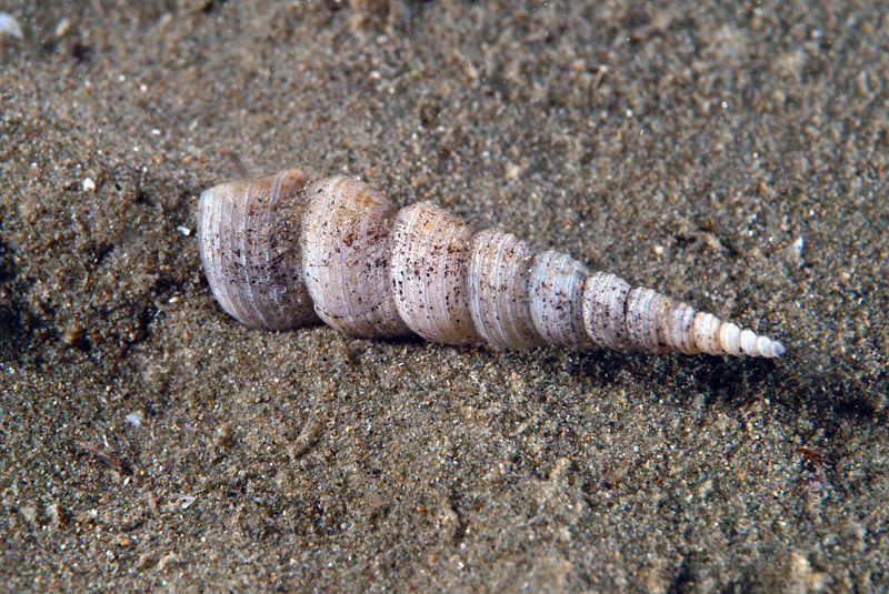 Turritella communis